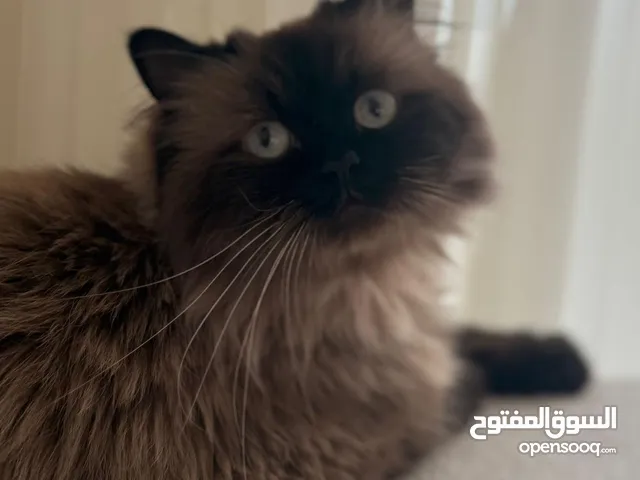 للبيع — قطة هملايا (أنثى)