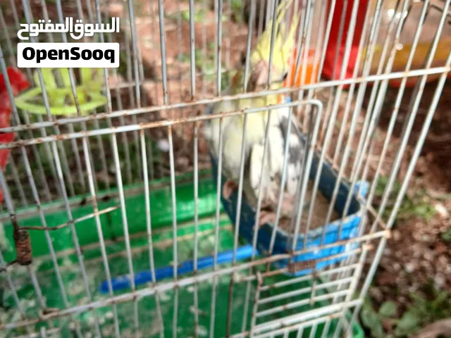 جوزين طيور حب وحبة كوكتيل