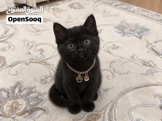 قط اسود لعوب
