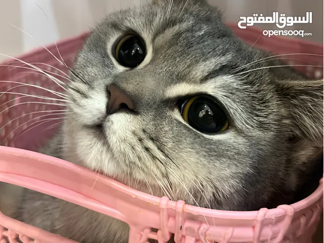 قط سكوتش ستريت بيور