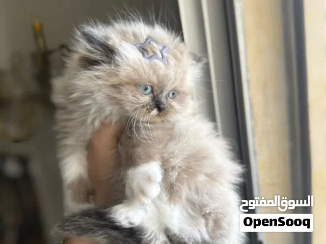 قطط هملايا راغدوال بيور اناث وذكور العمر شهرين ونص متعلمين على الاكل وليتر بوكس صحتهم ممتازة جدا ...