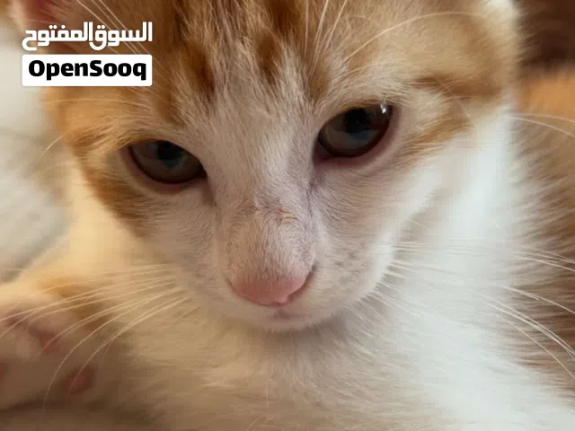 قطط للبيع بسعر رمزي جداً