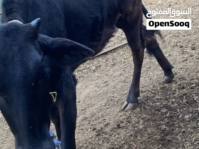 بقرتين وعجل اقرا الوصف