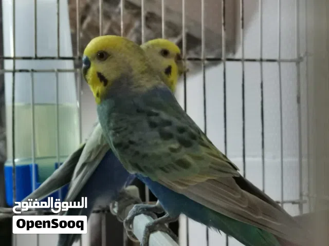كوبيا رينبو ماشاء الله
