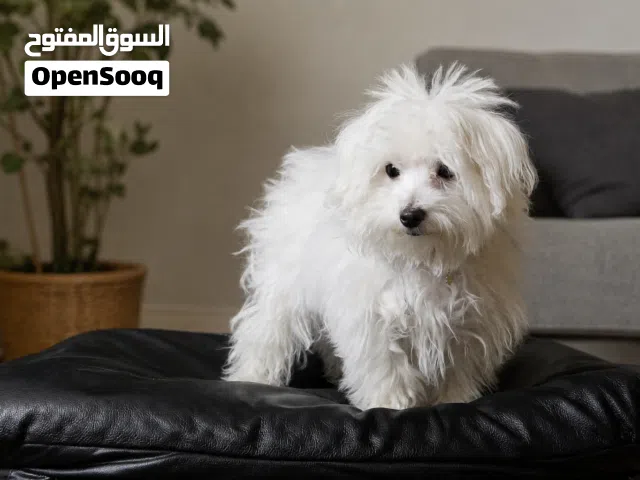 ذكر بيور مالتيز 8 شهور
