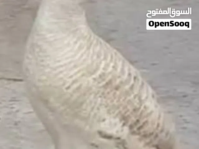 مطلوب صفارد كريمي فرخ