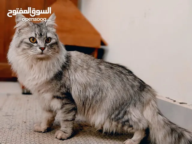 قطط شيرازي للبيع او التبني في طرابلس : افضل سعر