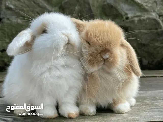 Your Perfect Pet!  Adorable Guinea Pigs & Beautiful Rabbits Available Now! ارانب انقورا ولوب وقيني
