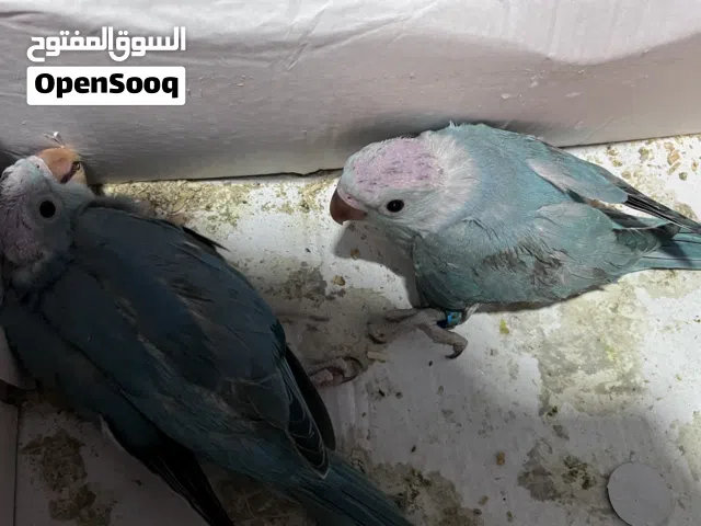 فروخ دره اللون الازرق