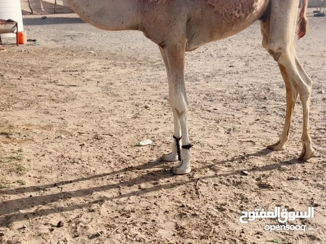 للبيع قعود فطيم للبيع التوصل قعود للبيع