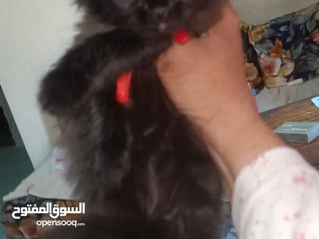 بيع قط شيرازي