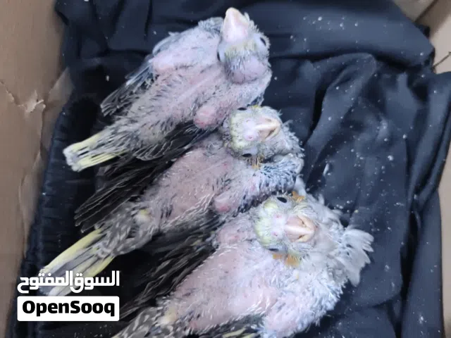 افراخ كوكتيل