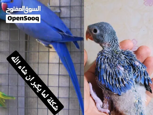 فروخ بيبي متوة نيبالي عس وهولاندي عس ولوفبيرد ربوة