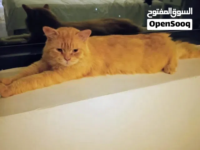 للبيع قط شيرازي مكس