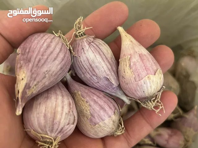 ثوم الجبل الاخضر ,, ويتوفر ثوم ذكر