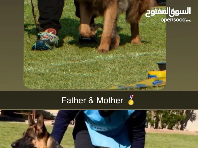 جراوه جيرمن شيبرد دم ابطال إمتياز