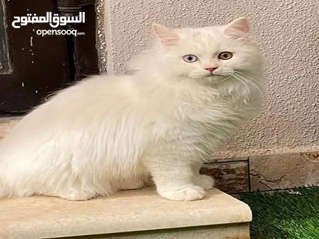 قطه للتبني عمر سنه