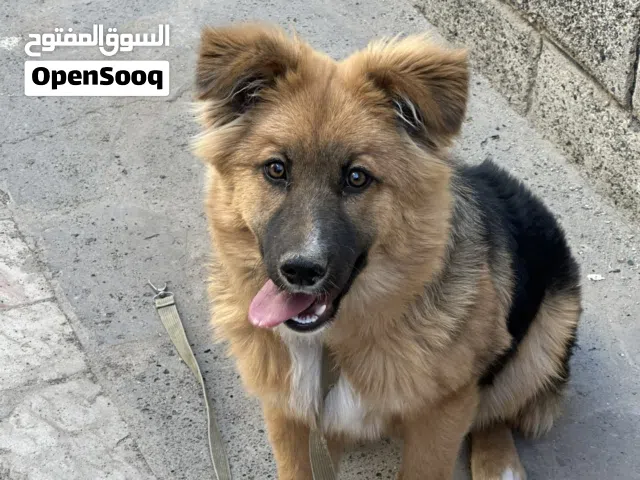 انثى جيرمن عمر 6 اشهر