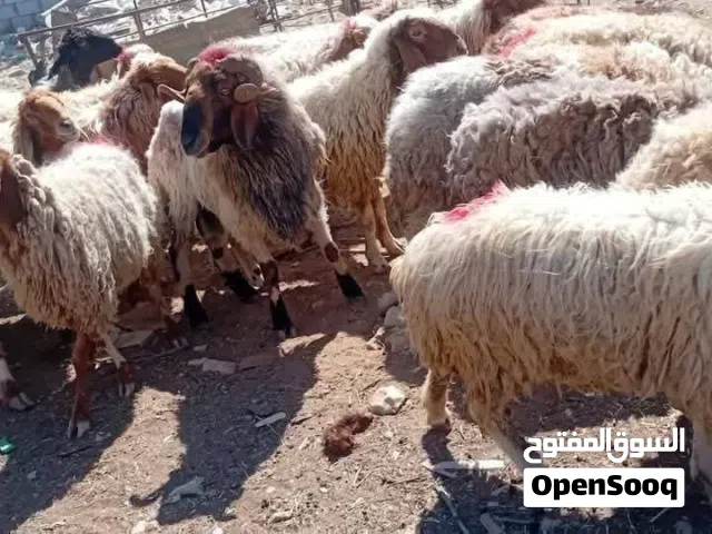 الزرقاء_الهاشميه