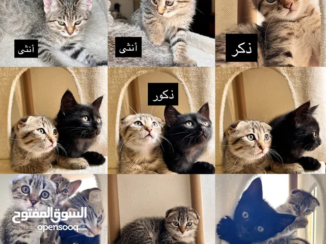 قطط سكوتش فولد للبيع
