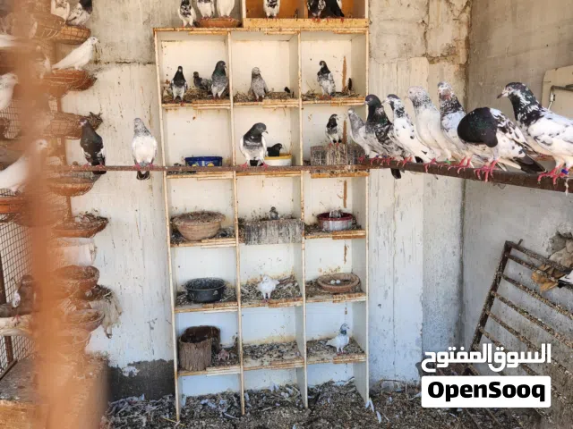 حمام بكستاني للبيع  .اقرء ملاحظه