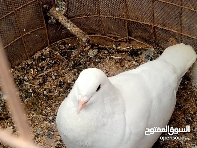 مطلوب زغاليل حمام بلدي  اوحمام شغال ومكفول