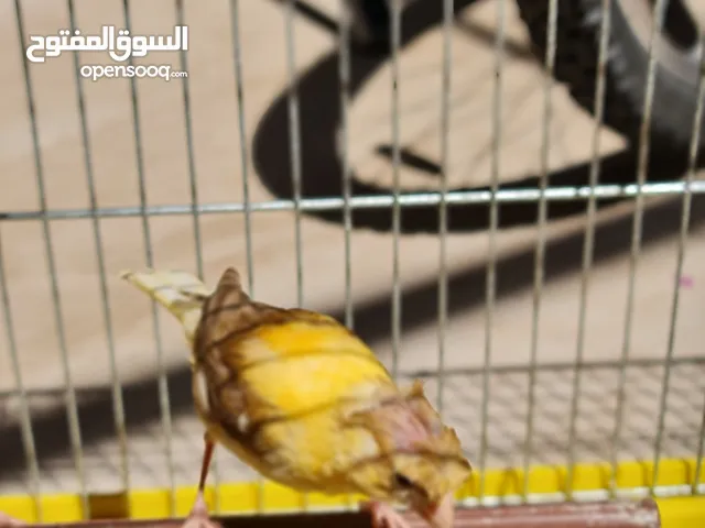 كنار مخليف بيع فردي او جماعي