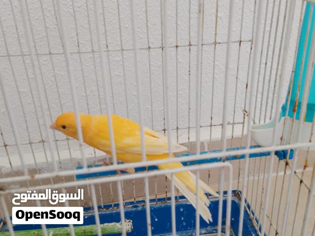 كنارين سعر حرق 15 دينار الحبه