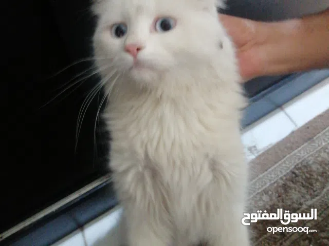 جوز قطط شيرازي ذكر وانثي