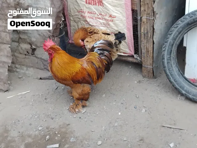 ديك كوشن عملاق