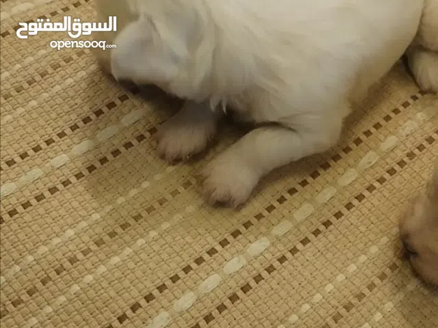 كلب  زوج مالتيز