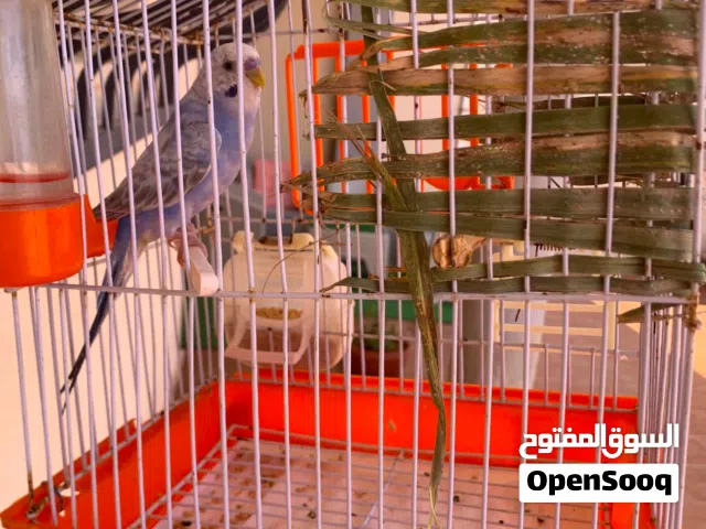 عصفور بقلينو حاجة ربي ايبارك نضيف عمره 8شهور للبيع السعر30المكان الكريمية شارع الضل