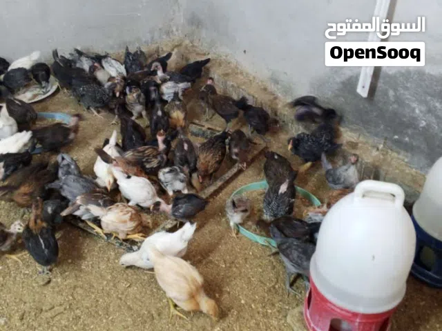 مطلوب صوصان أو فرخات بالرصيفه