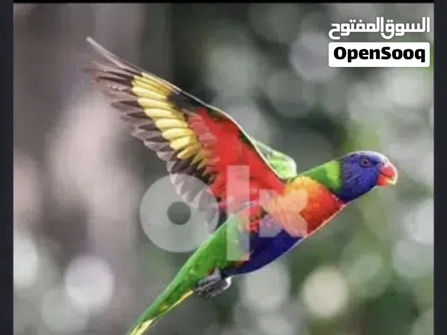 مطلوب متو او لوري اليف لتخليص فوري