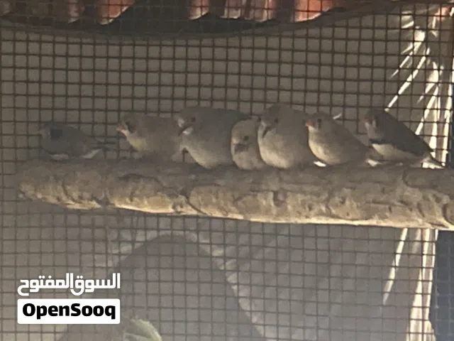 للبيع طيور الزيبرا