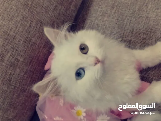 قطه شرازي واليفه كل عين لون مع اغراضها كامله معها لتر بوكس وبوكس لننقل ومشط وشامبو لتواصل واتس