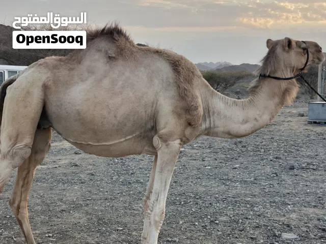 ناقه مدني وسلاله طيبه