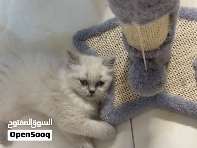 قطة أنثى للبيع بداعي السفر