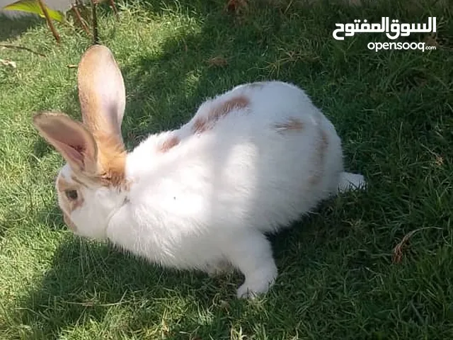 زوز انتايات أرانب واحد المانيه وحد فراشه