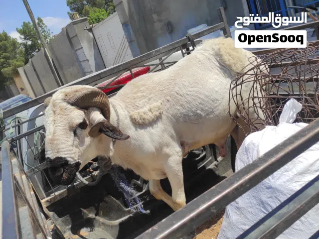 كبش فحل صردي للبيه الله يبارك