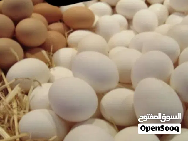 دحي عربي للبيع