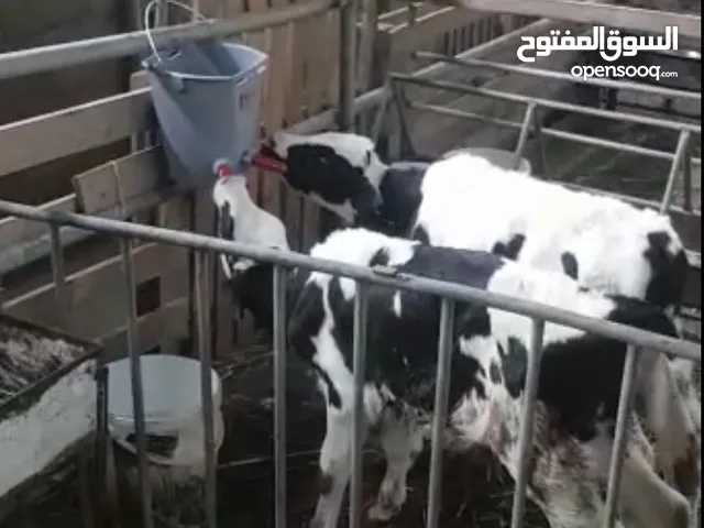 عرض الصيف / دلو رضاعة للعجول صناعة تركية من شركة ميلاستي ذات جودة عالية سعة الدلو 8 لتر