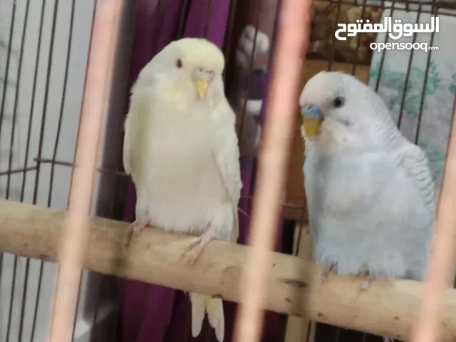 عصافير استرالي (بادچي) ذكر و انثى  العصافير منزلية ومتعودة على الناس  ذكر ازرق و انثى اصفر