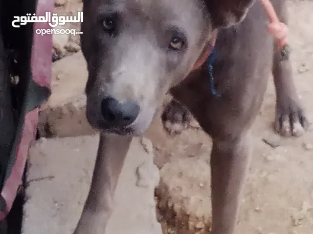 ذكر بيتبول على بلجم