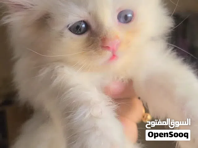 قطط لي بيع السعر مناسبه جدا
