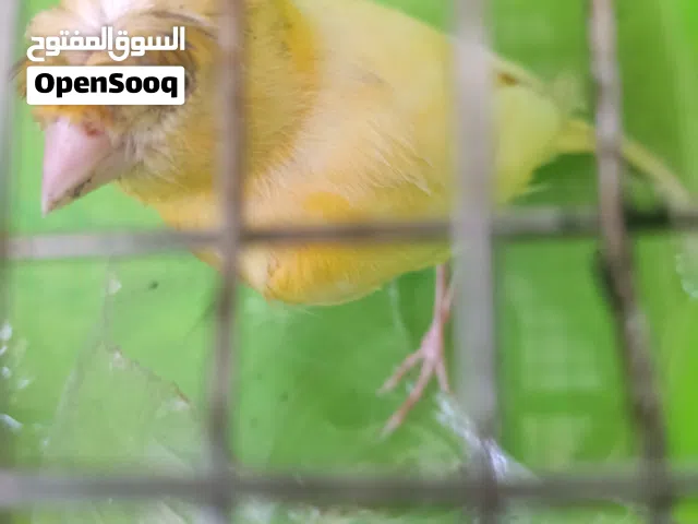 عصفور كناري  للبيع بسعر جيد جدا 65دل مستعجل