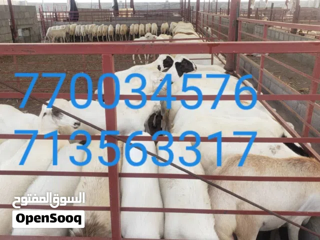 كباش مروعي غني عن التعريف