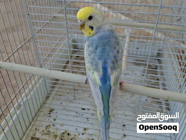 نتاية رينبو لون وحجم تبارك االه