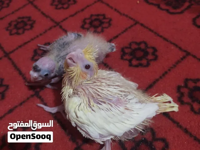 متاح افراخ كوكتيل