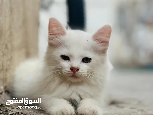 Persian kitten full white